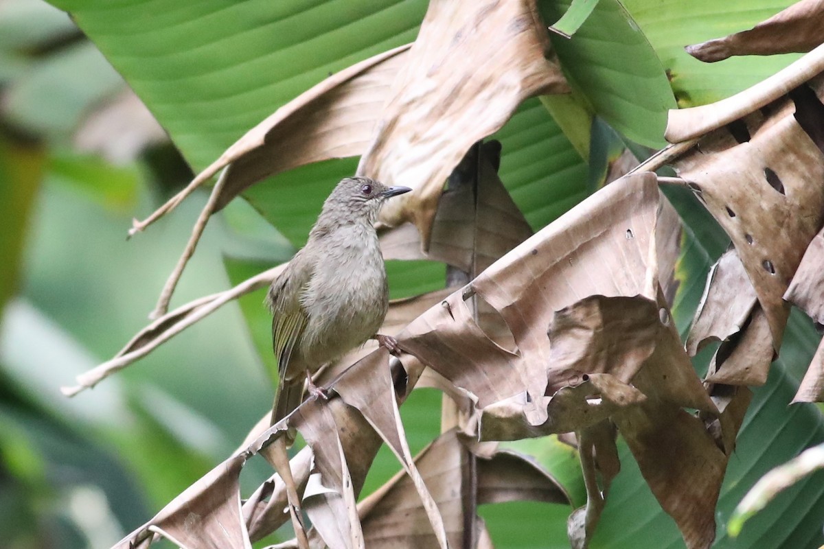 Olive-winged Bulbul - Ting-Wei (廷維) HUNG (洪)