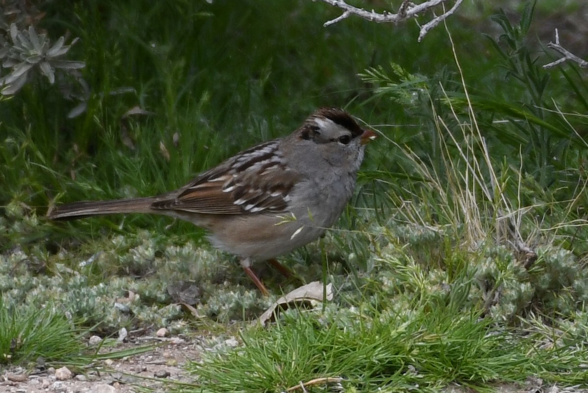 White-crowned Sparrow - Max Leibowitz