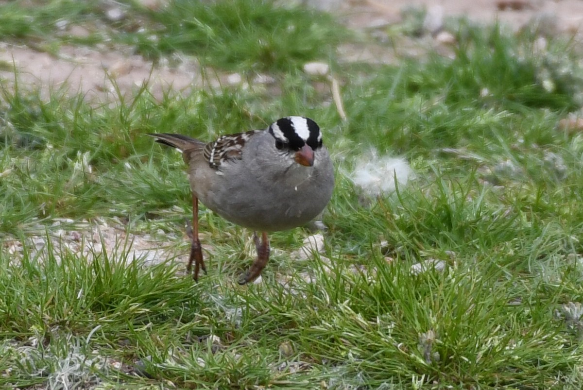 White-crowned Sparrow (Dark-lored) - ML139859891
