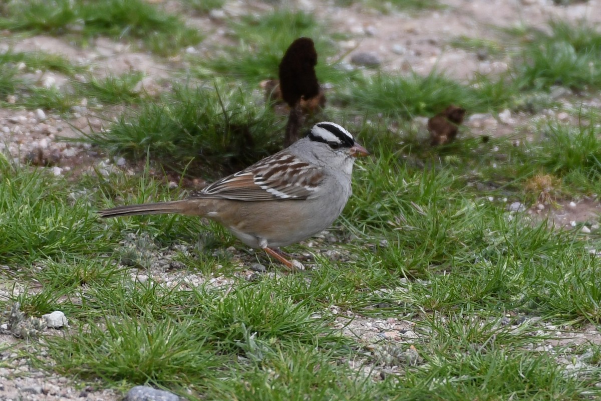 White-crowned Sparrow (Dark-lored) - ML139859921