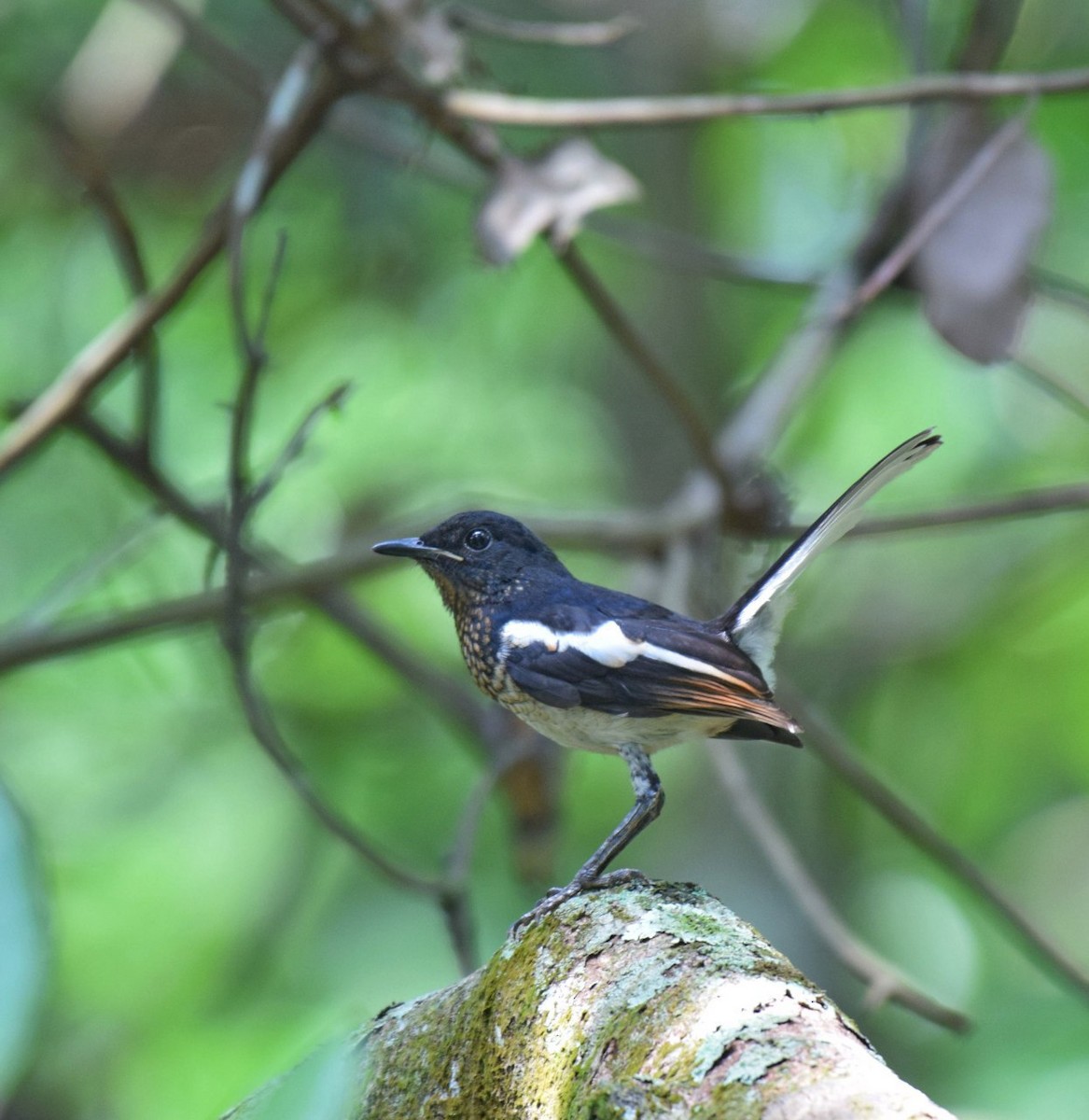 Oriental Magpie-Robin - Preethy Prasanth