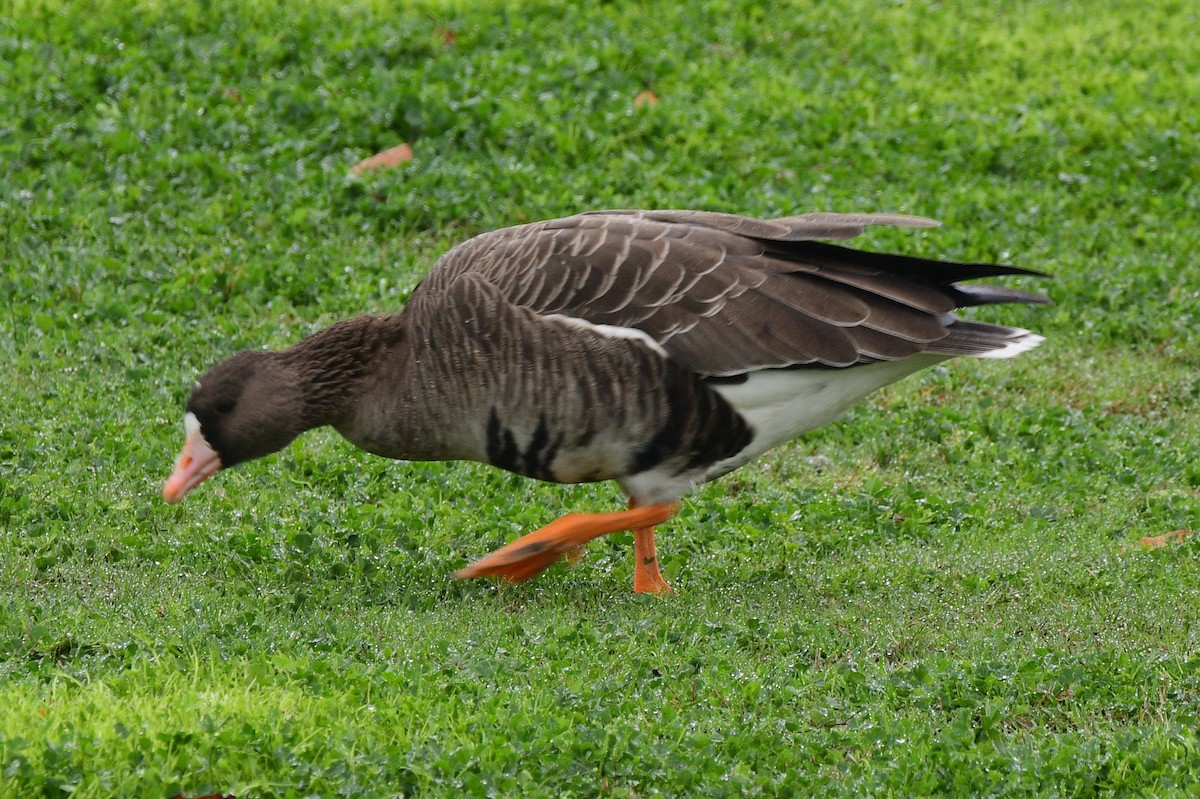 Greater White-fronted Goose - Dawn Abbott