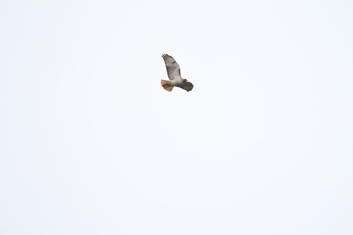 Red-tailed Hawk - Aaron Boone