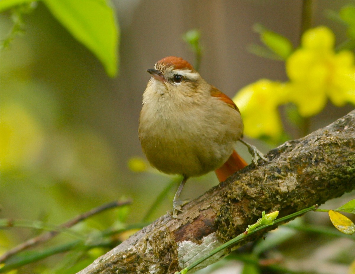Pallid Spinetail - Don Roberson