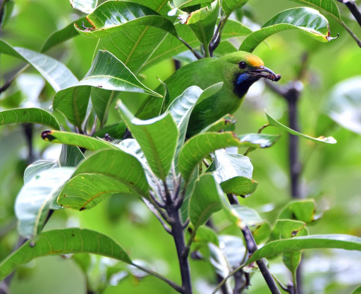Golden-fronted Leafbird - ML139860941