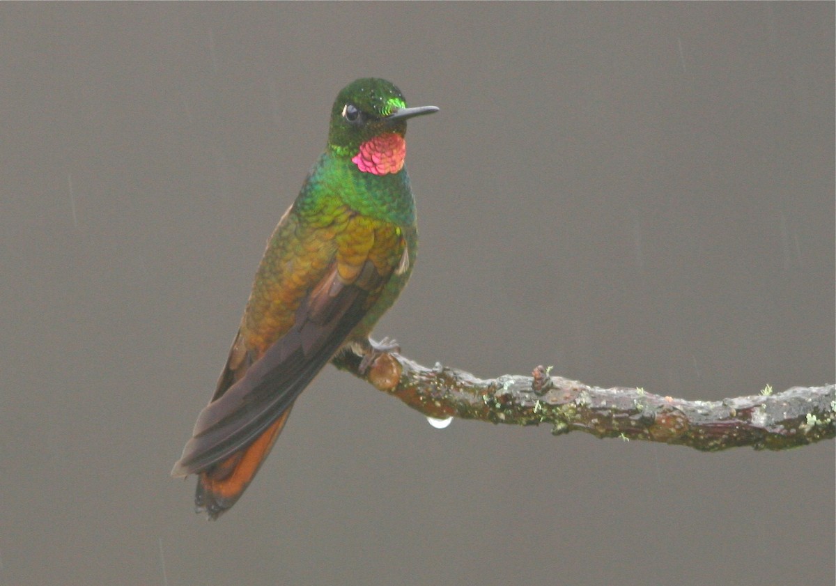 kolibřík brazilský - ML139862151