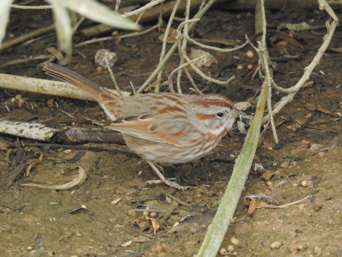 Song Sparrow - Jeff and Allison Gross