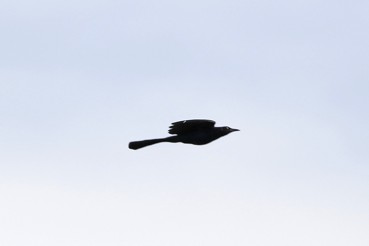 Great-tailed Grackle - ML139865631