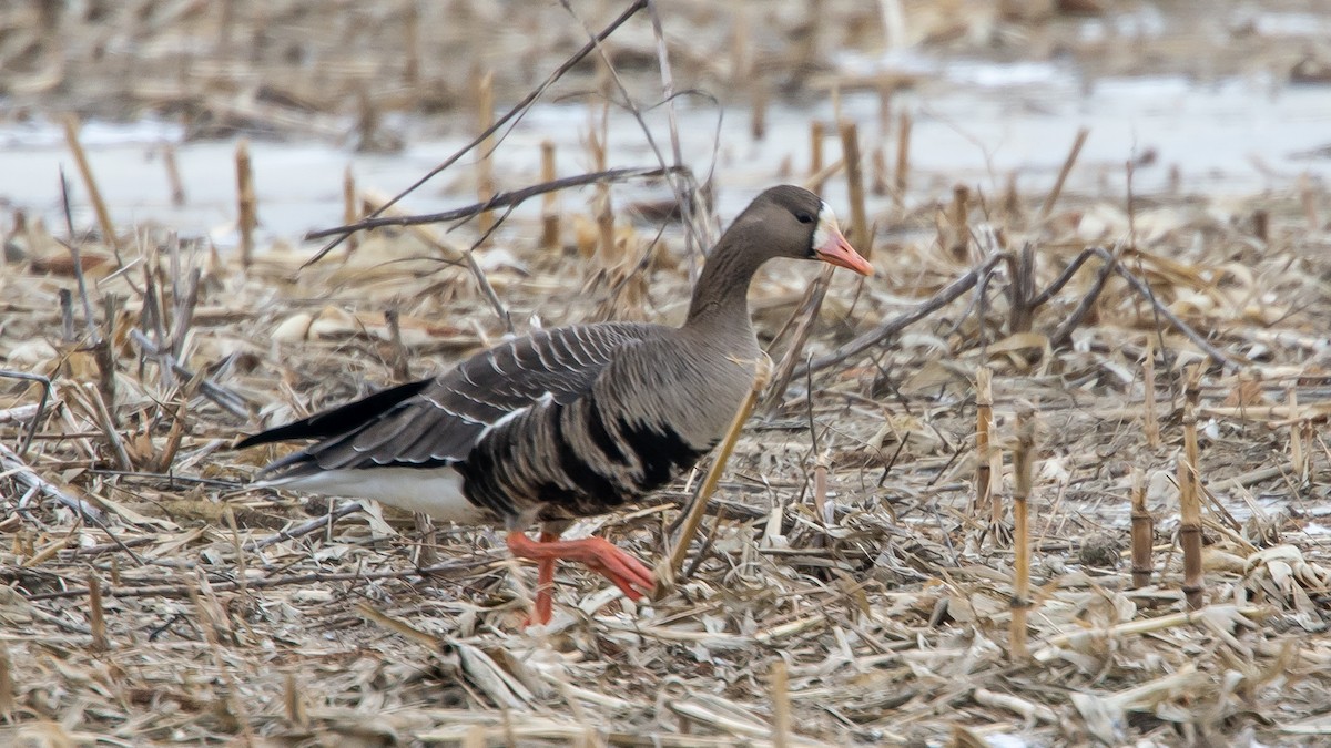 Greater White-fronted Goose - ML139867861