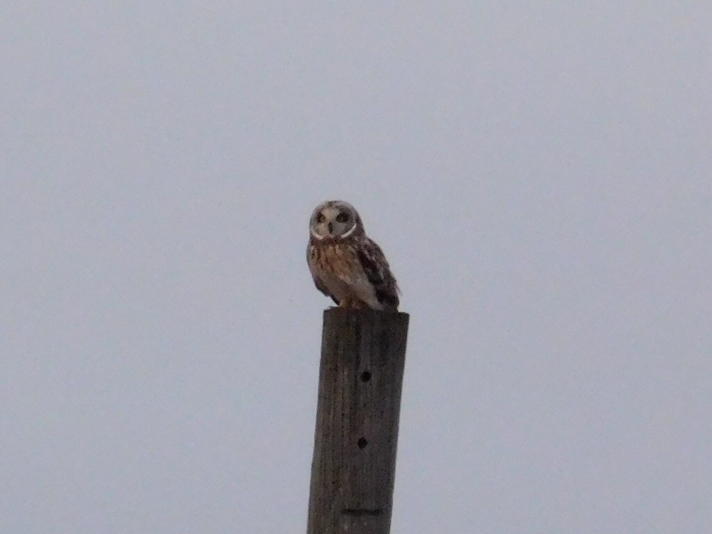 Short-eared Owl (Northern) - Thomas Mudd
