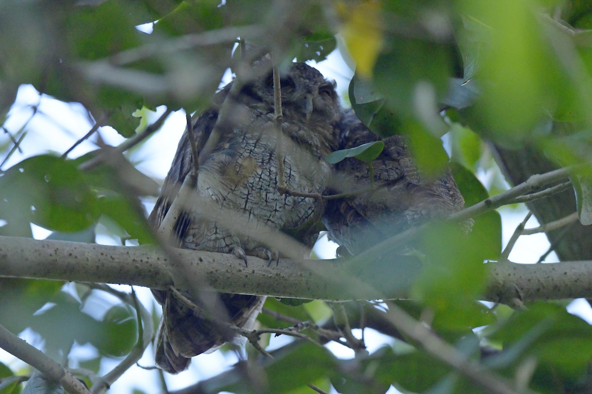 Tropical Screech-Owl - Paul Arneson