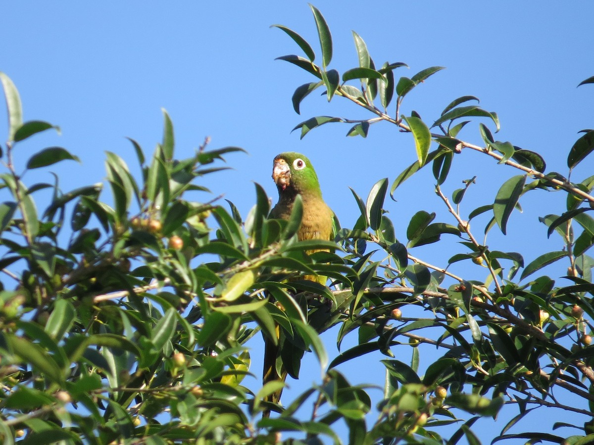 Olive-throated Parakeet (Aztec) - MI YU