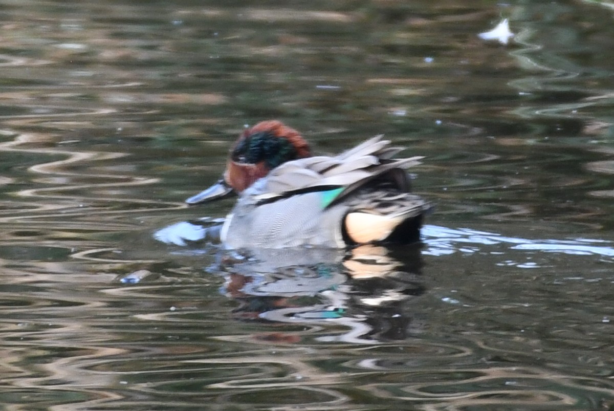 Green-winged Teal - ML139872171