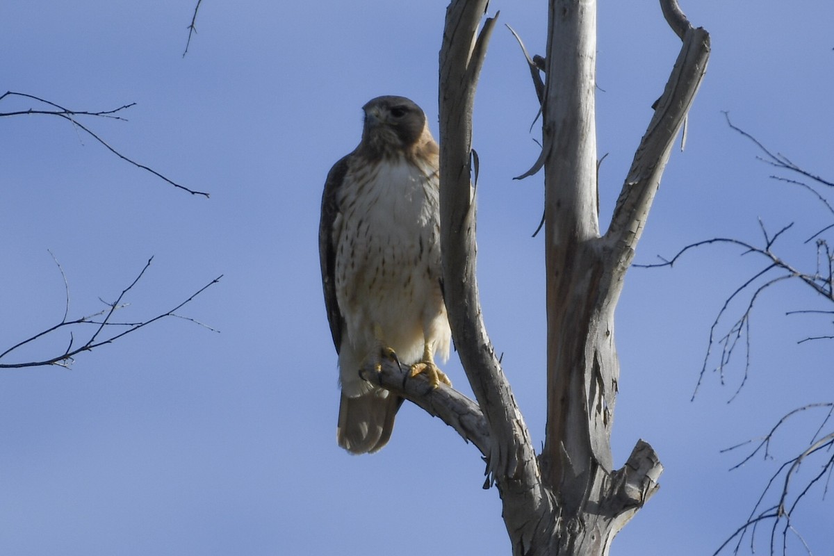 Red-tailed Hawk - Max Leibowitz
