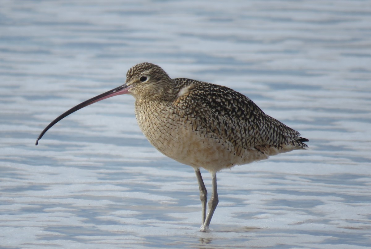 Long-billed Curlew - ML139875021