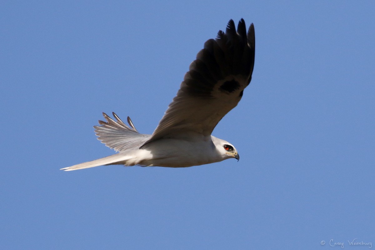 White-tailed Kite - ML139875521