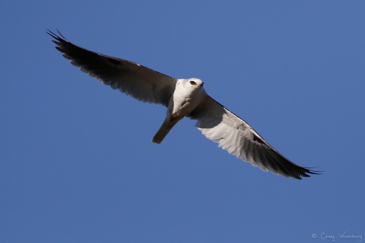White-tailed Kite - ML139875551