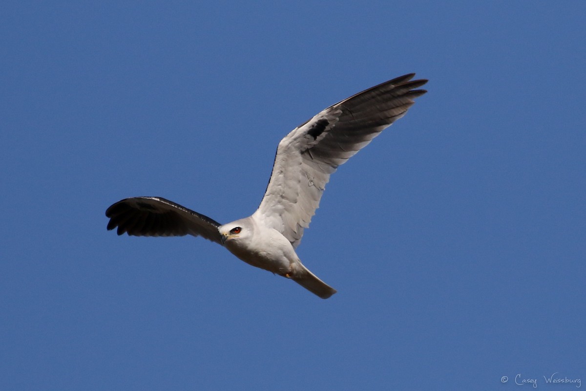 White-tailed Kite - ML139875581
