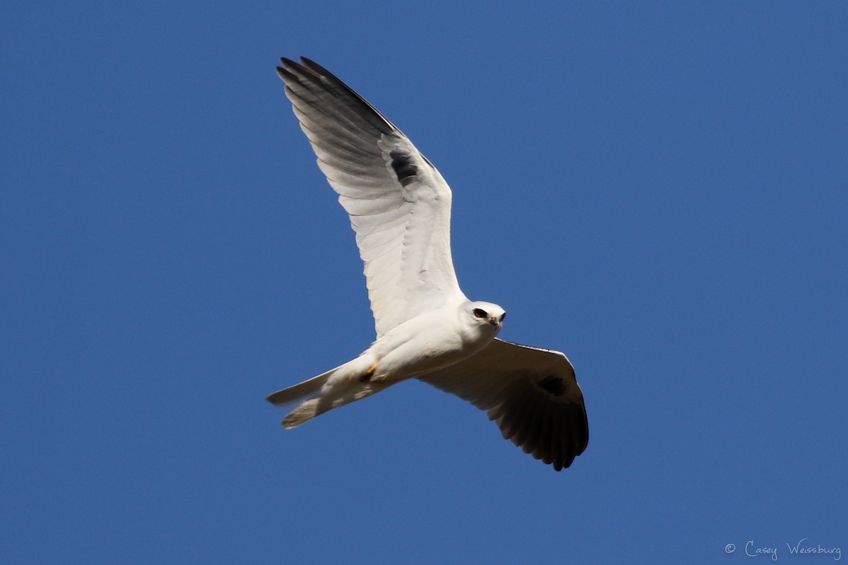 White-tailed Kite - ML139875671