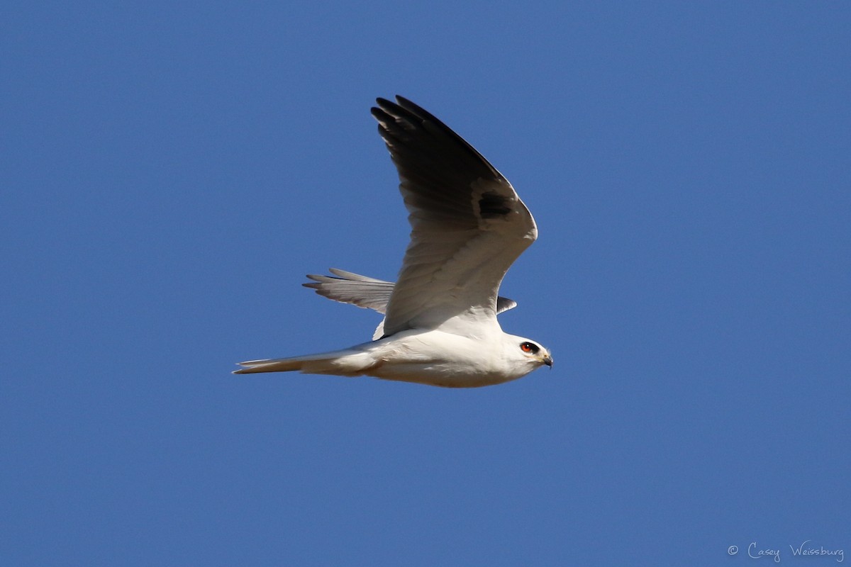 White-tailed Kite - ML139875711