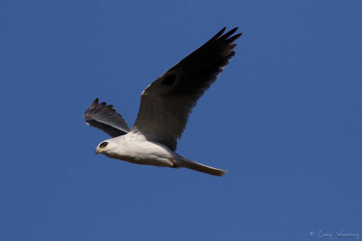 White-tailed Kite - ML139875741