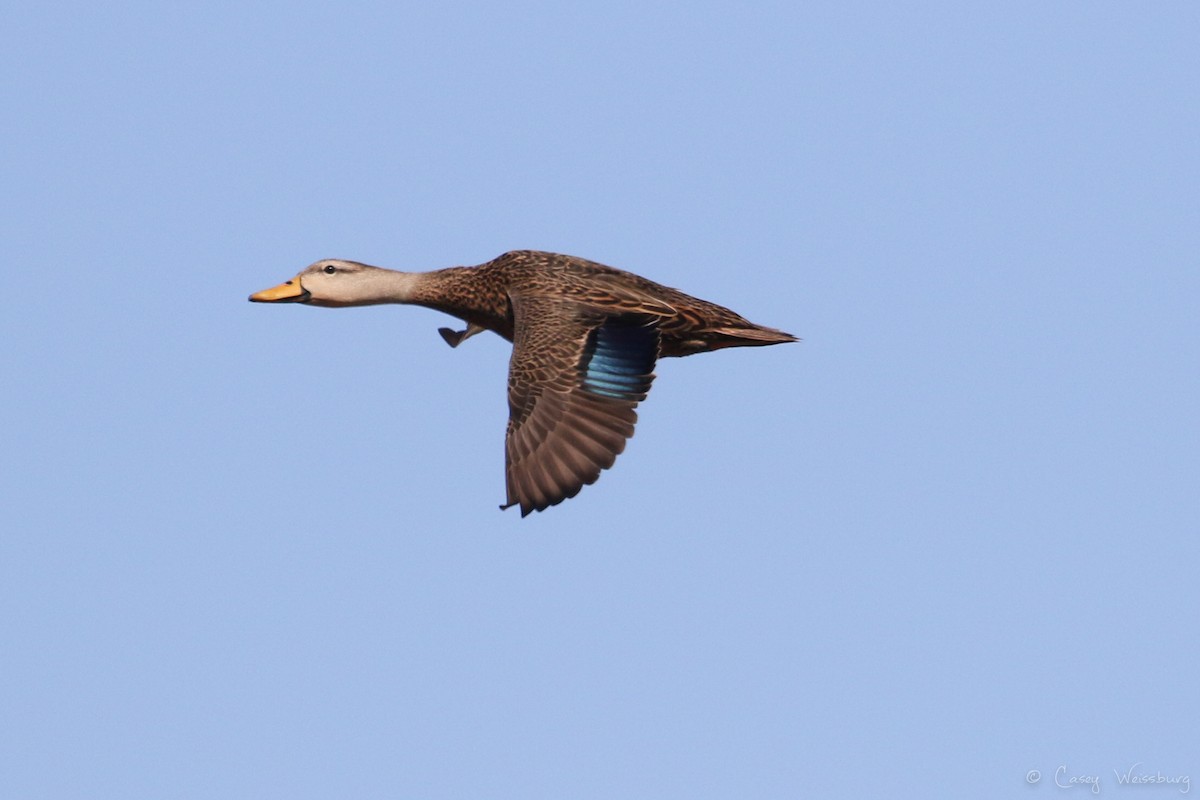 Mottled Duck (Florida) - Casey Weissburg