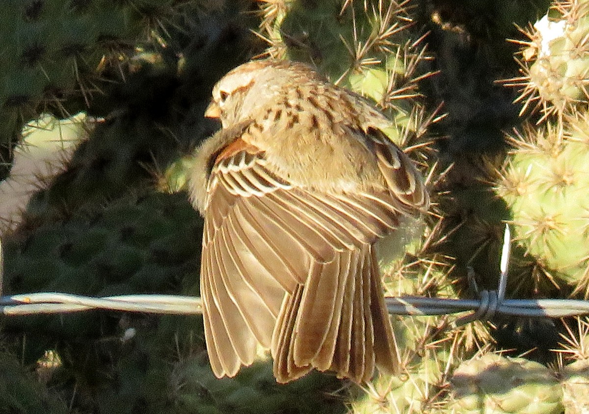 Rufous-winged Sparrow - Ed Dunn