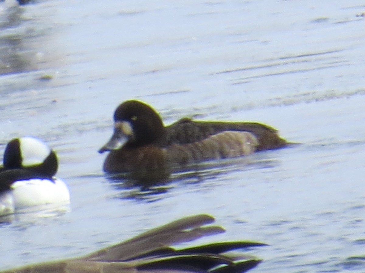 Greater Scaup - ML139878081