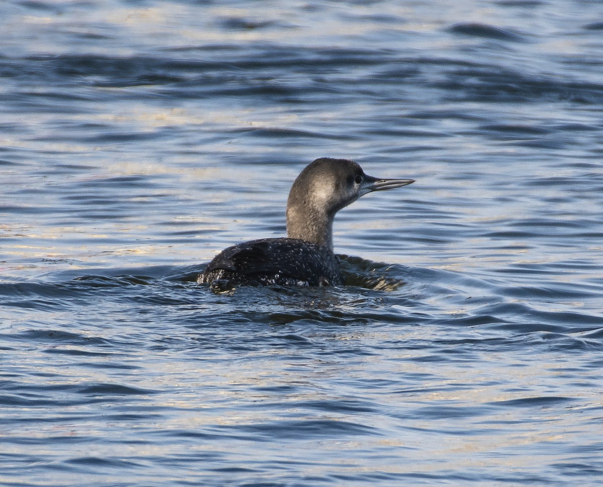 Red-throated Loon - ML139881451