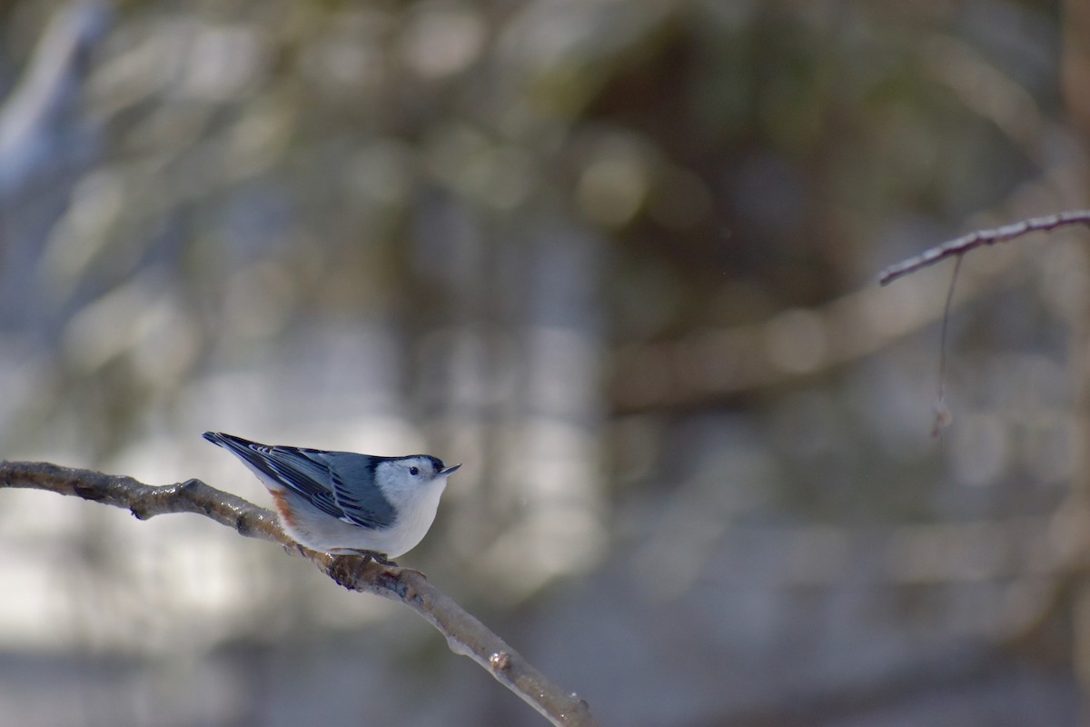 White-breasted Nuthatch - ML139883481