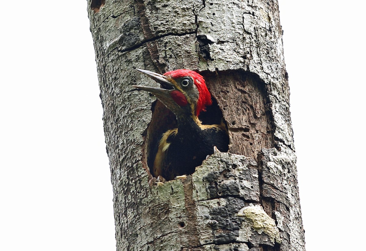 Lineated Woodpecker - Tom Murray
