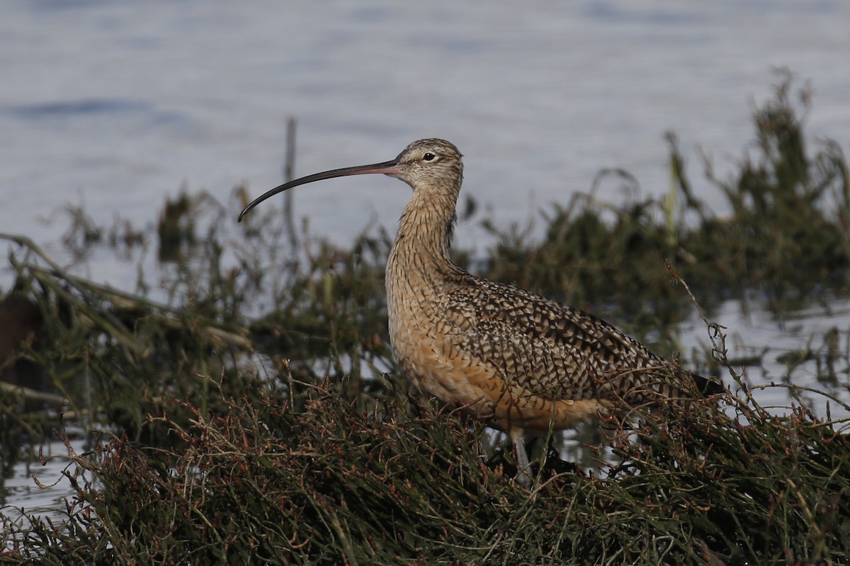 Long-billed Curlew - Donna Pomeroy