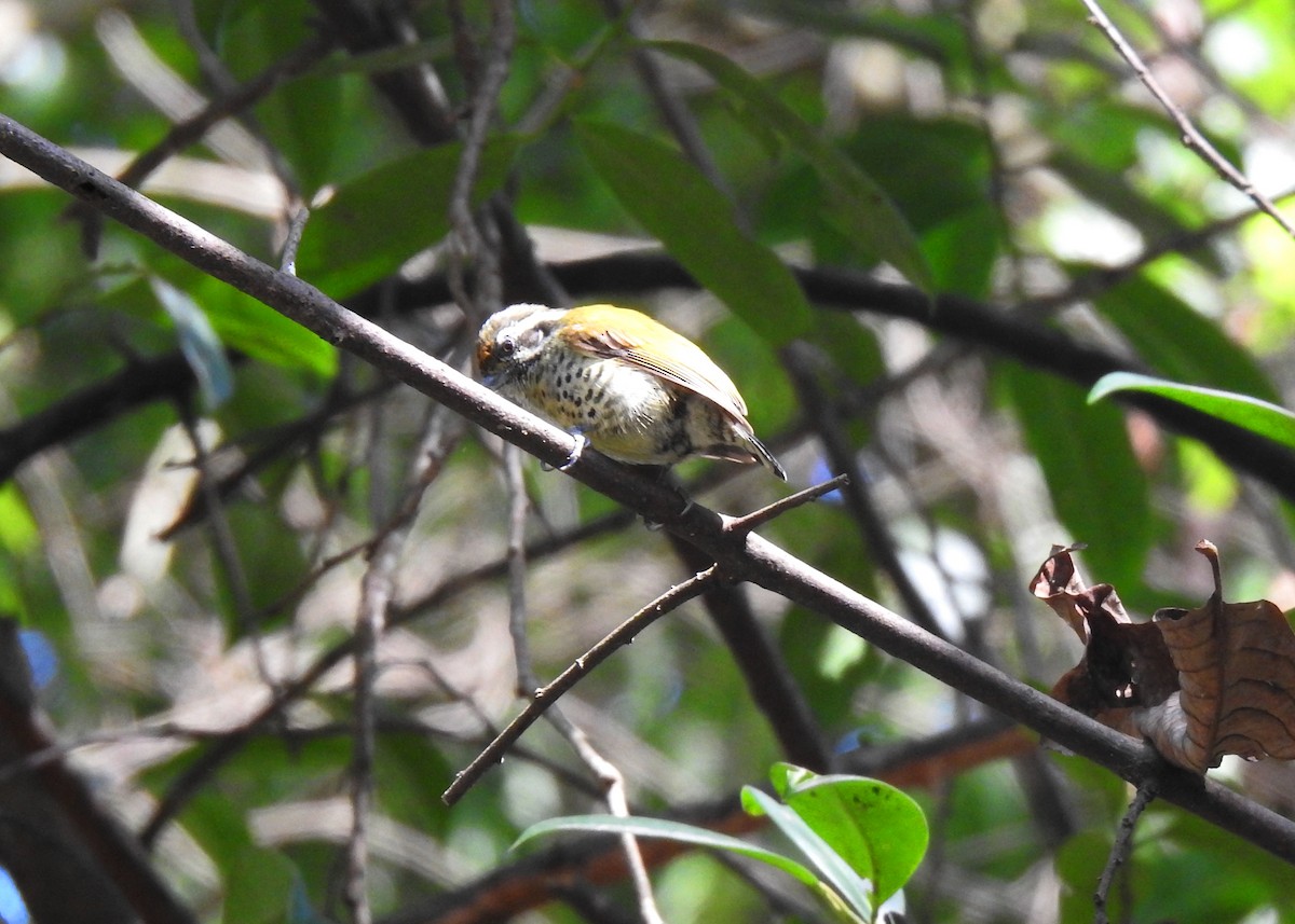 Speckled Piculet - ML139885481
