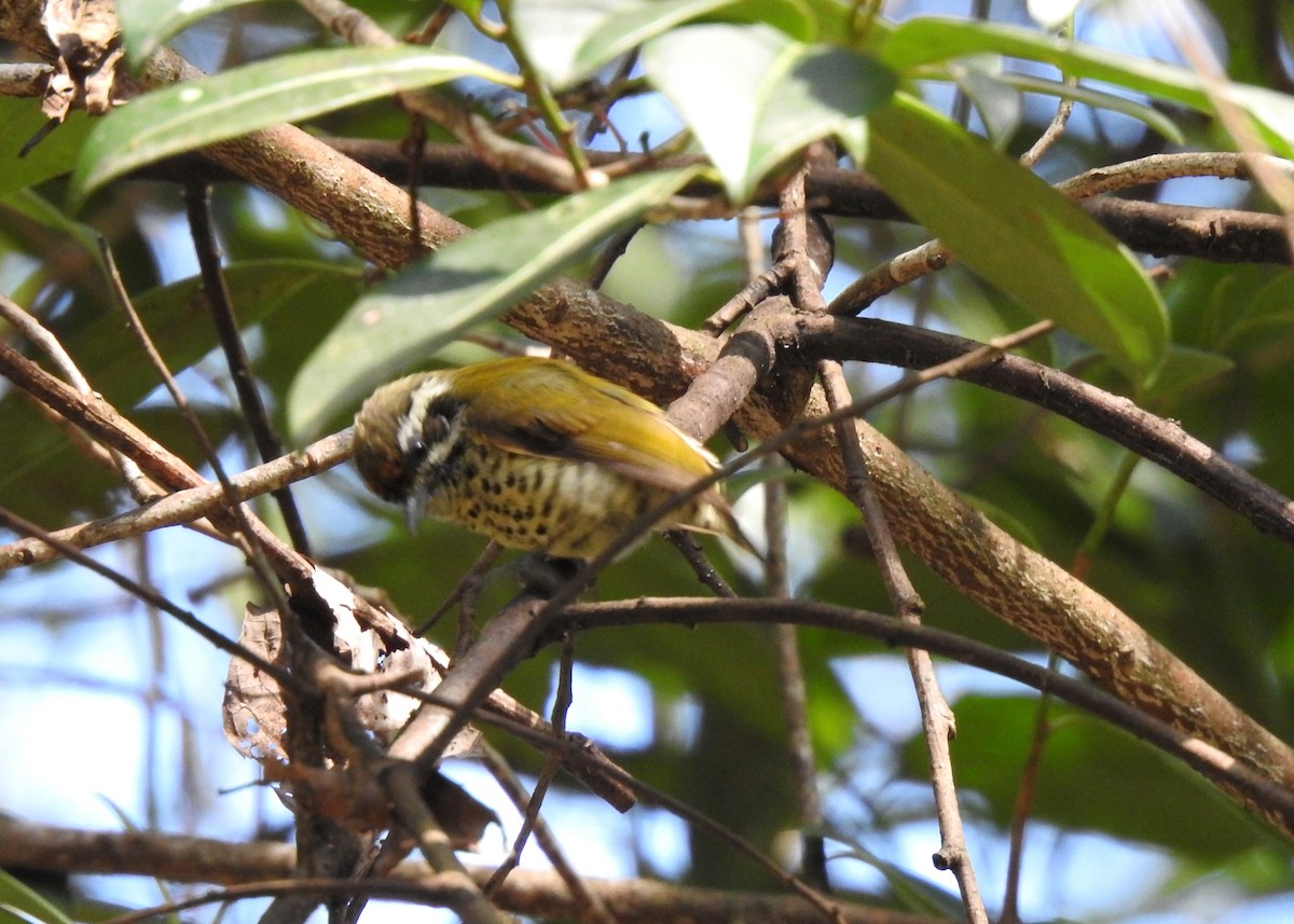 Speckled Piculet - ML139885501