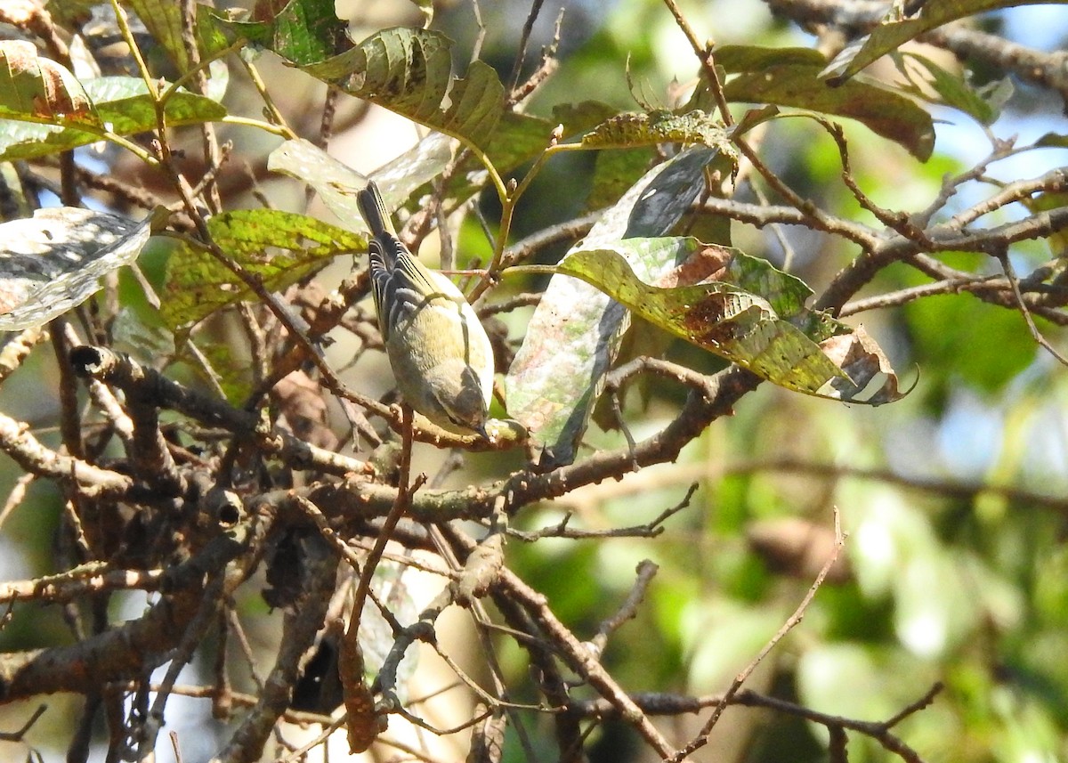 Hume's Warbler - ML139886931