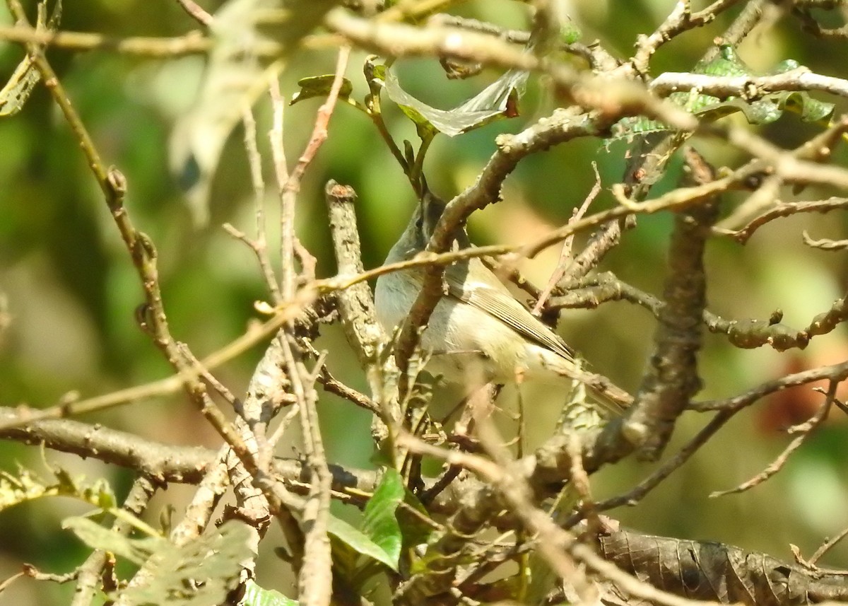Hume's Warbler - ML139887051