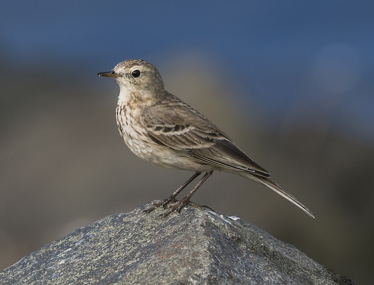 American Pipit - Terry  Hurst