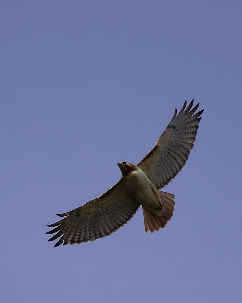 Red-tailed Hawk - Howard Haysom