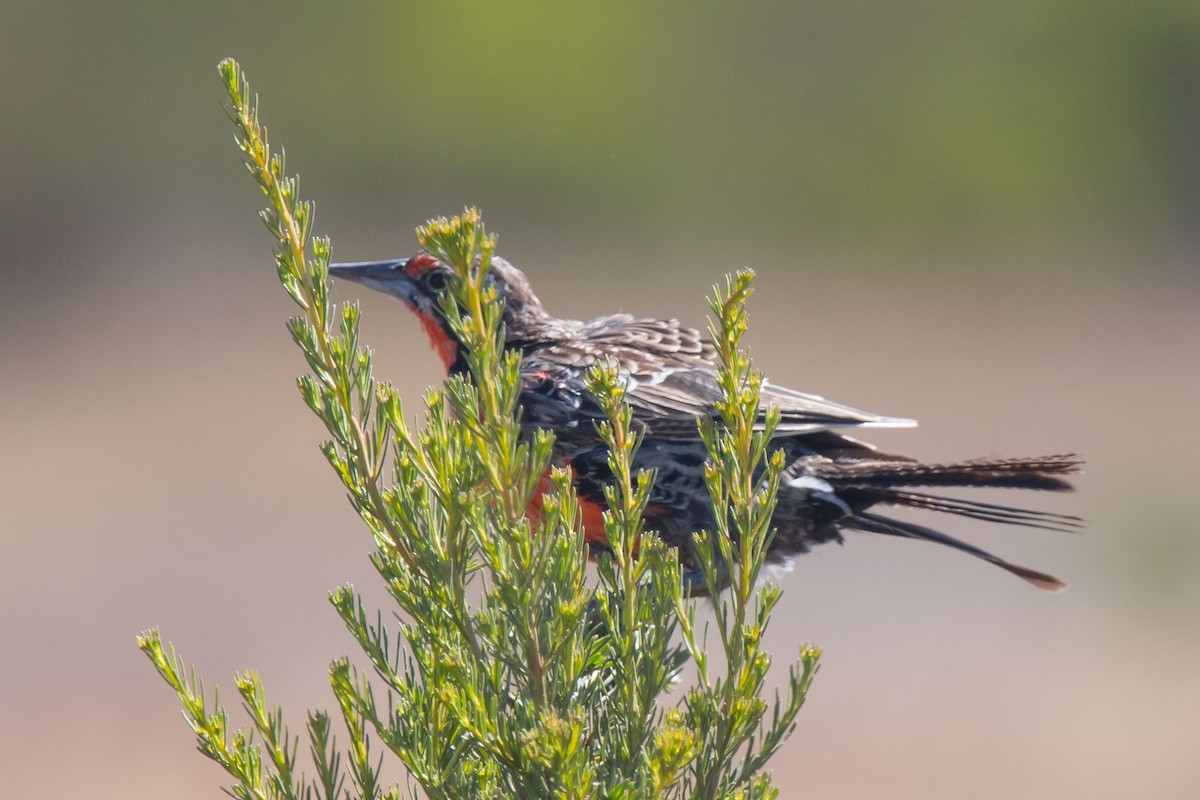 Long-tailed Meadowlark - Nancy Christensen