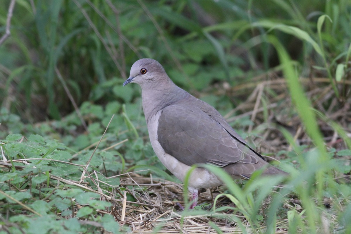 White-tipped Dove - Ron Weeks