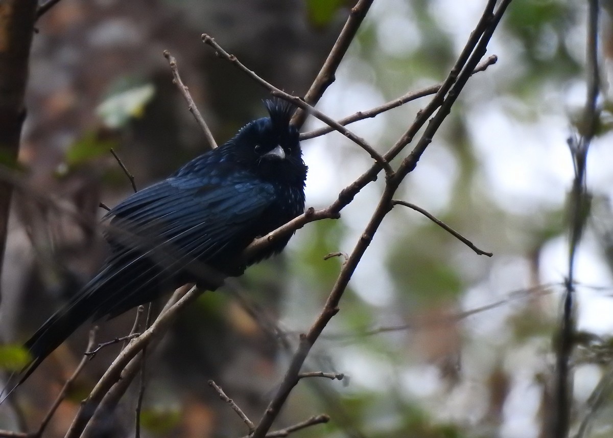 Greater Racket-tailed Drongo - Mark Smiles