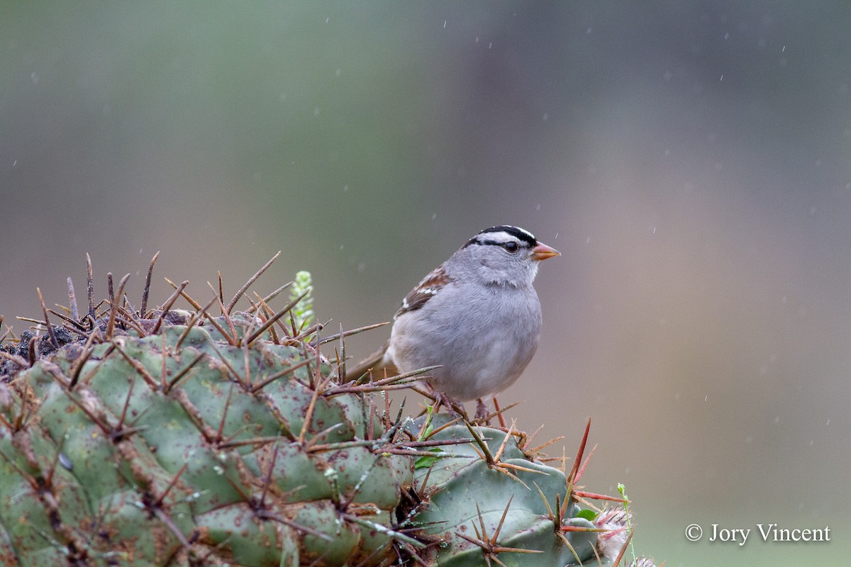 White-crowned Sparrow - Jory Vincent