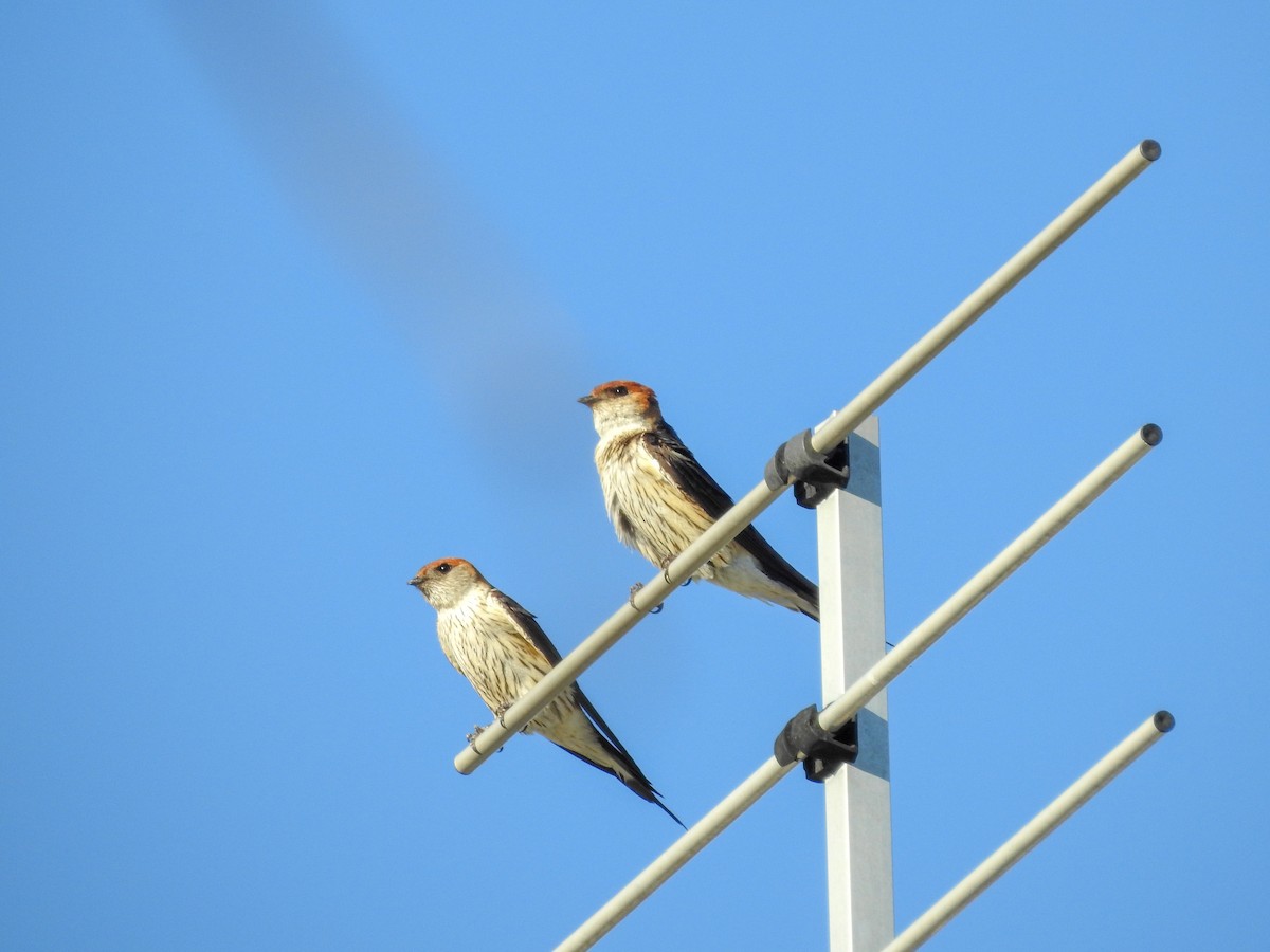 Greater Striped Swallow - Samuel Burckhardt