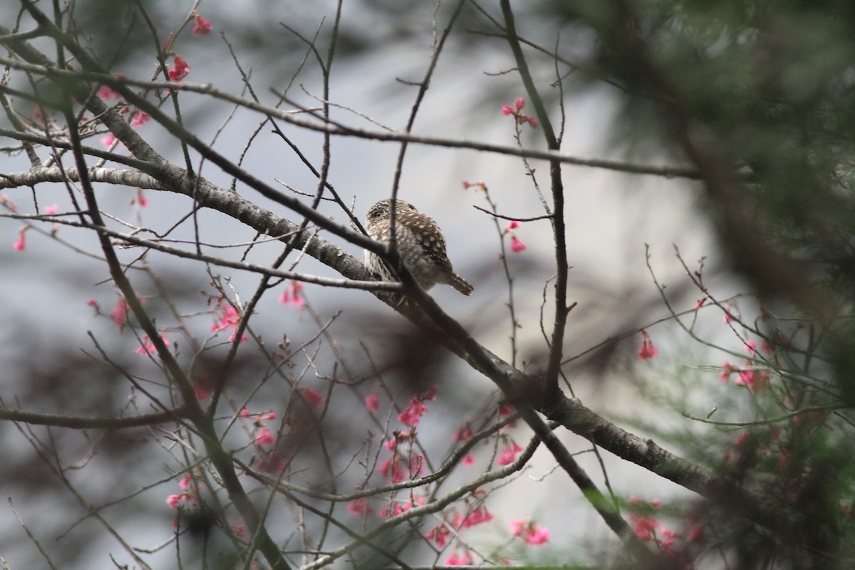 Collared Owlet - handbird CHen