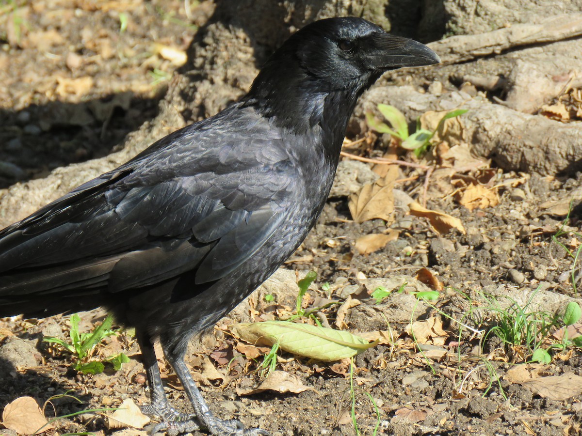 Carrion Crow - Kevin Long