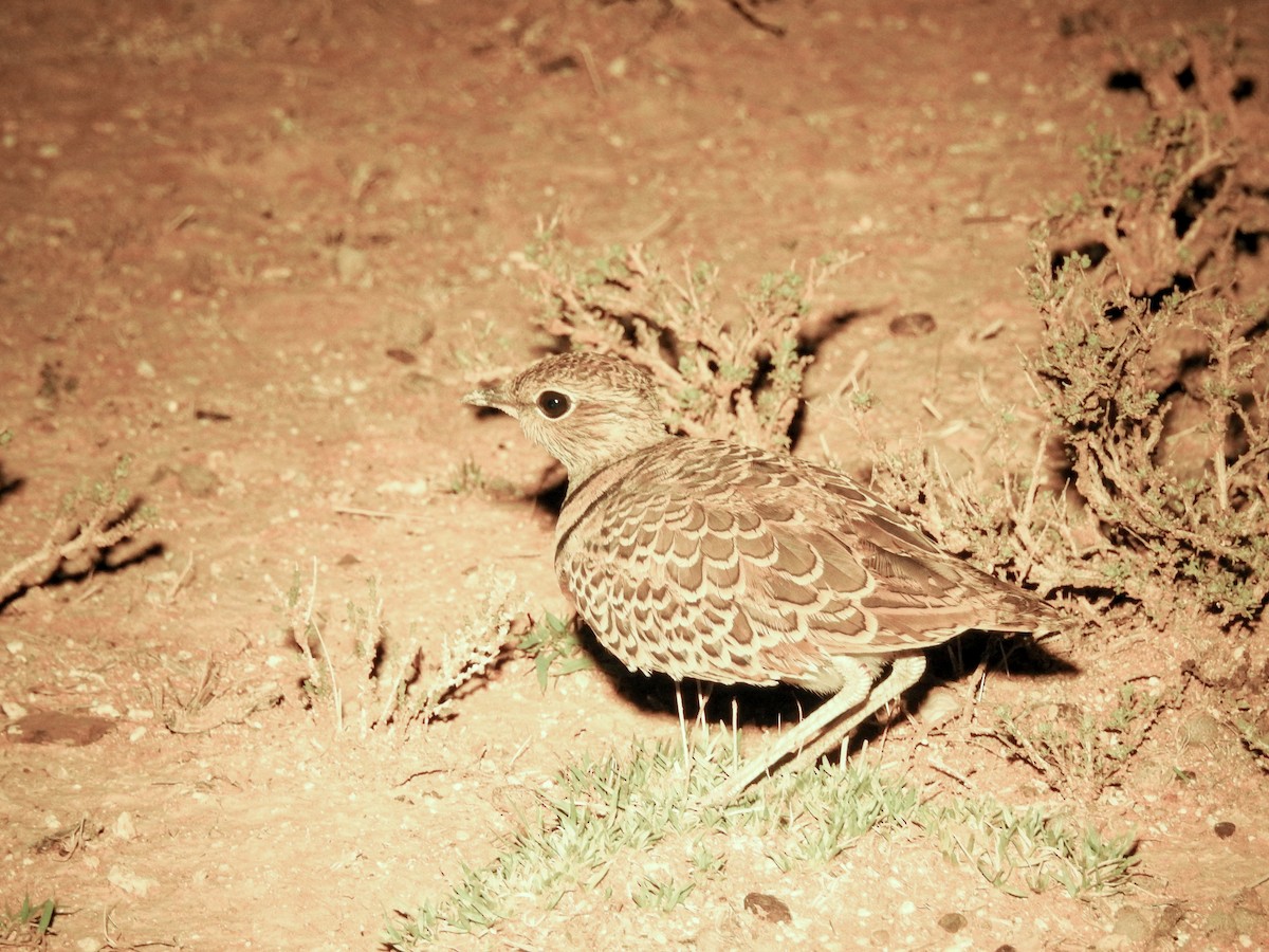 Double-banded Courser - ML139895411