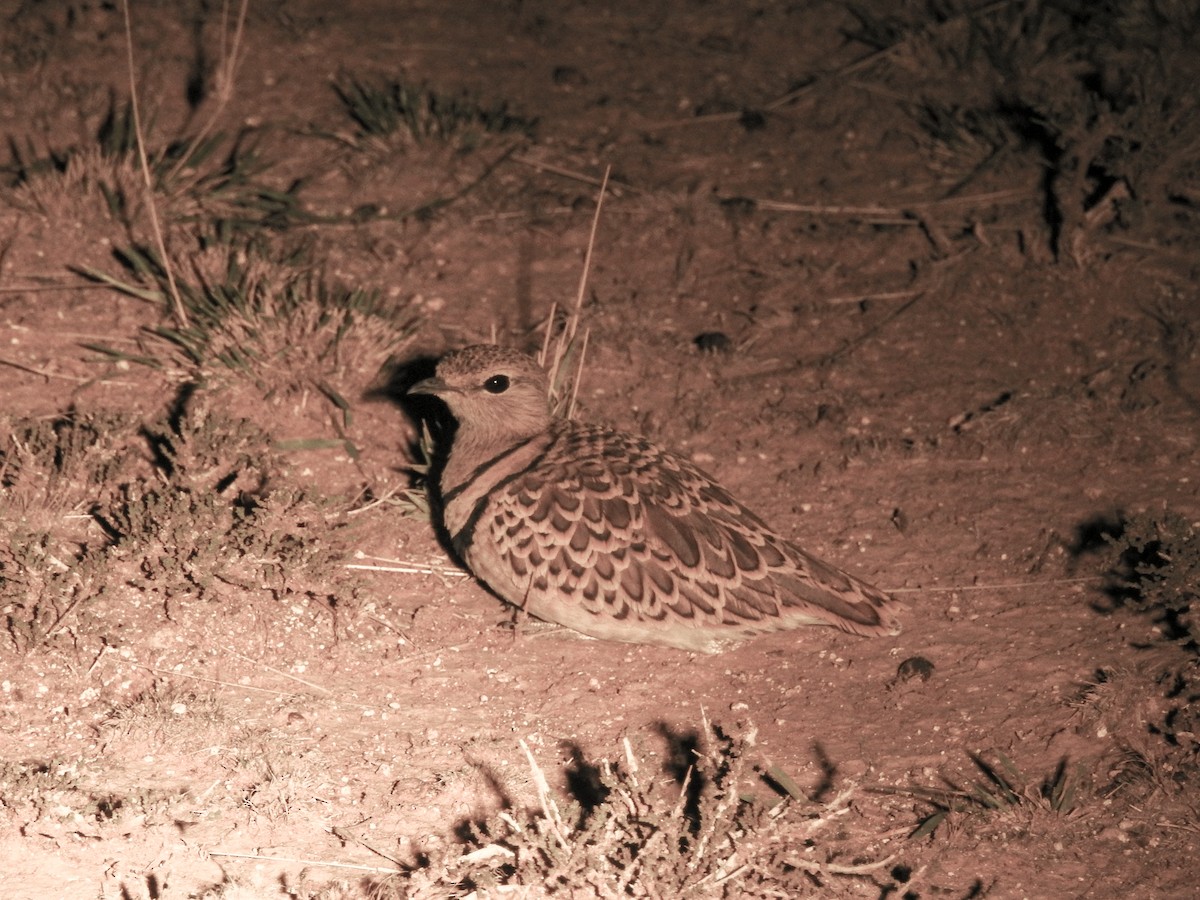 Double-banded Courser - ML139895451