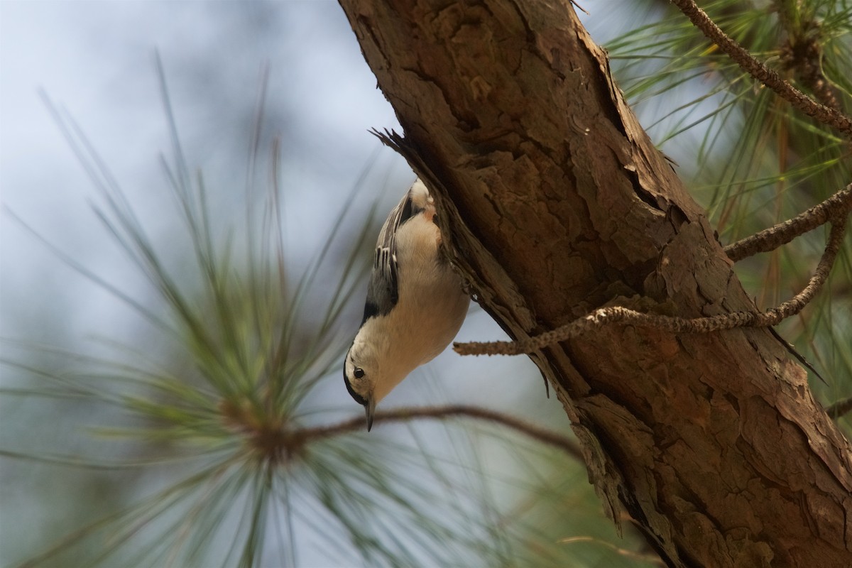 White-breasted Nuthatch - ML139897391