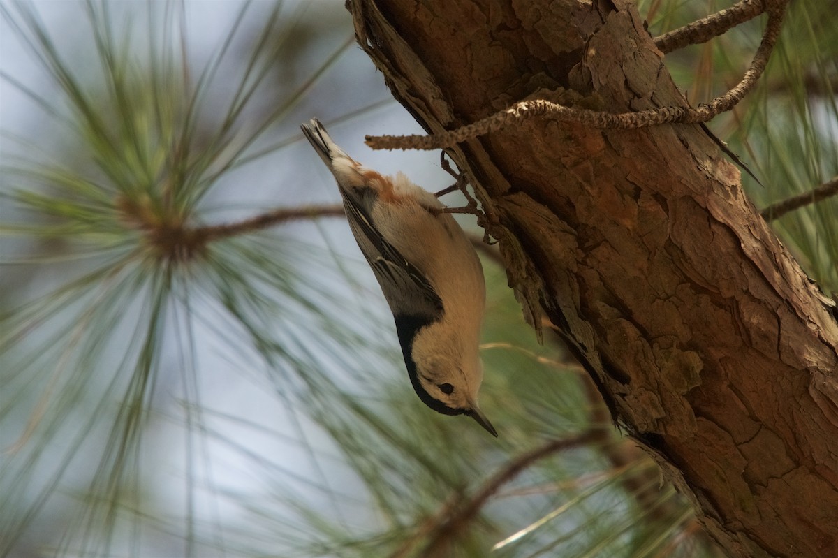 White-breasted Nuthatch - ML139897421