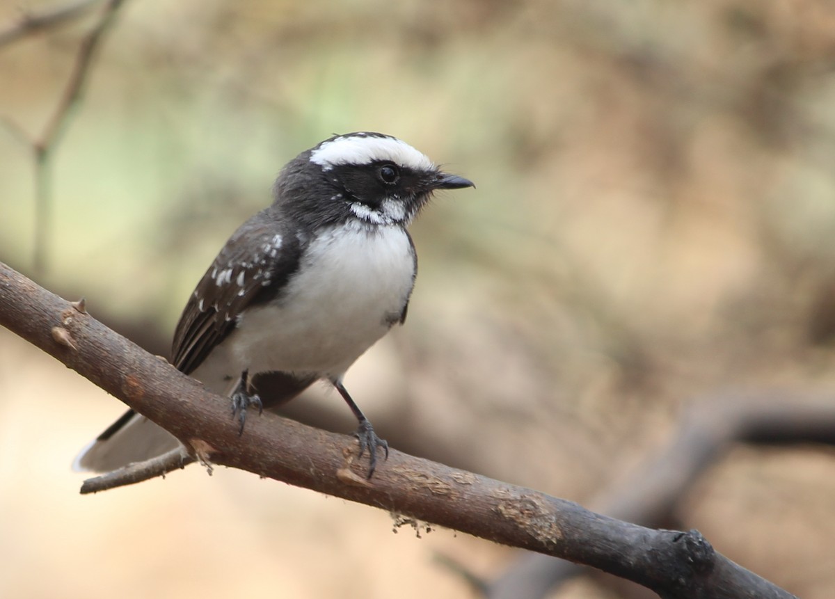 White-browed Fantail - Vyom Vyas